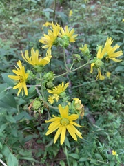 Silphium