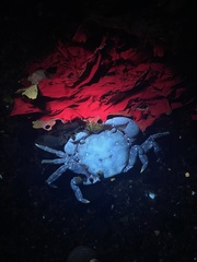 Hemigrapsus sanguineus