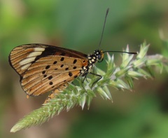 Acraea encedon encedon