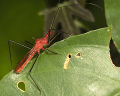Ricolla quadrispinosa