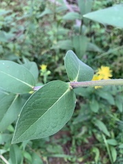 Silphium
