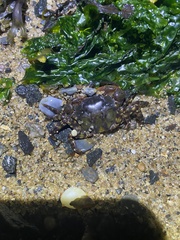 Hemigrapsus sanguineus