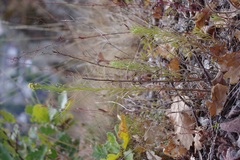 Galatella linosyris