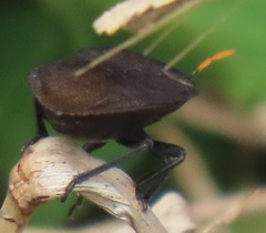 Coridius