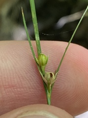 Juncus tenuis