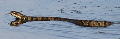Agkistrodon piscivorus
