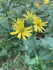 Silphium