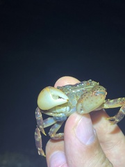 Hemigrapsus sanguineus