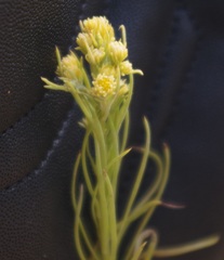 Galatella linosyris