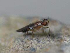 Clusiodes verticalis