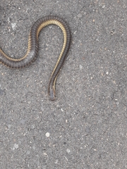 Dispholidus typus typus