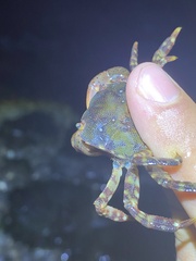 Hemigrapsus sanguineus
