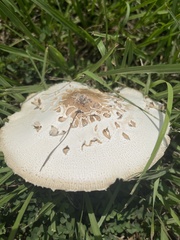 Chlorophyllum molybdites image