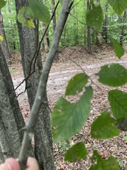 Carpinus caroliniana
