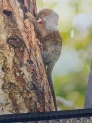 Cebuella pygmaea