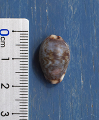 Purpuradusta gracilis