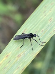 Penthetria heteroptera