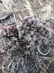 Eriogonum microtheca