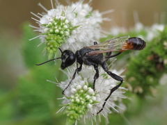 Prionyx lividocinctus