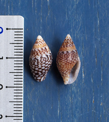 Pardalinops testudinaria