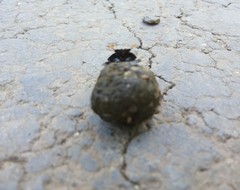 Paragymnopleurus planus