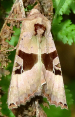 Phlogophora periculosa