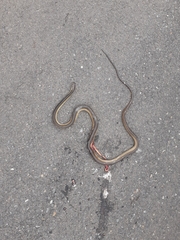 Dispholidus typus typus