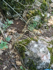 Pseudoturritis turrita