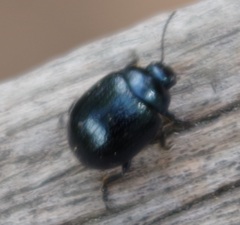 Chrysolina
