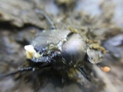 Paragymnopleurus planus