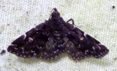 Idia scobialis