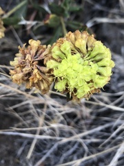 Eriogonum umbellatum