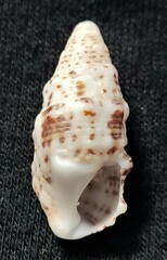 Cerithium litteratum