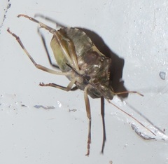 Coenomorpha