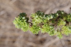 Aceria echii