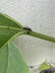 Camponotus decipiens