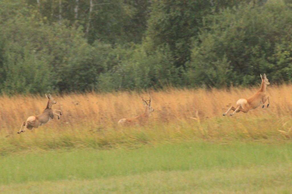 Eastern Roe Deer from Курганская обл., Россия, 641751 on September 5 ...