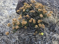 Eriogonum umbellatum