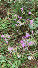 Desmodium paniculatum