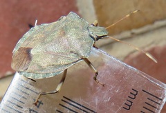 Coenomorpha