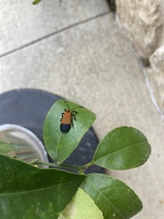 Calopteron