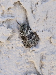 Lacinipolia