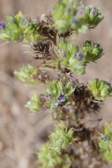 Aceria echii