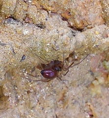 Ostearius melanopygius