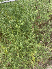 Cycloloma atriplicifolium