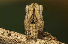 Cyphalonotus larvatus