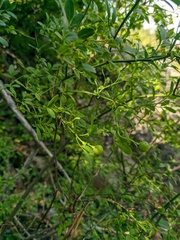 Chrysojasminum fruticans
