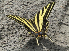 Papilio pilumnus
