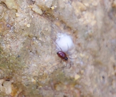 Ostearius melanopygius