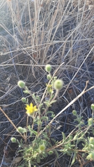Pulicaria paludosa